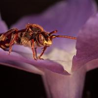 Nomada lathburiana 